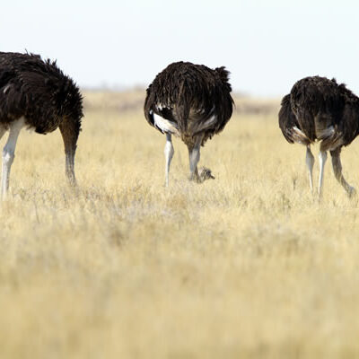 struisvogels1 Struisvogels